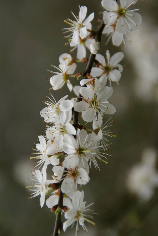 Unser Orchideenpark Bild Nr.010